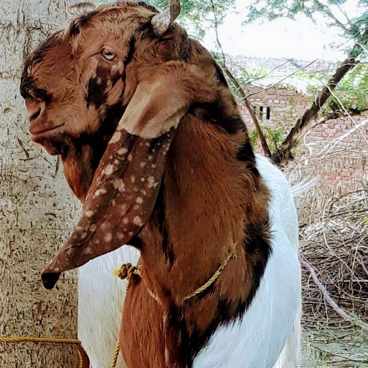Totapuri Breed