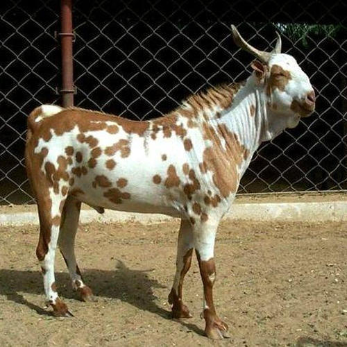 बरबरी बकरी