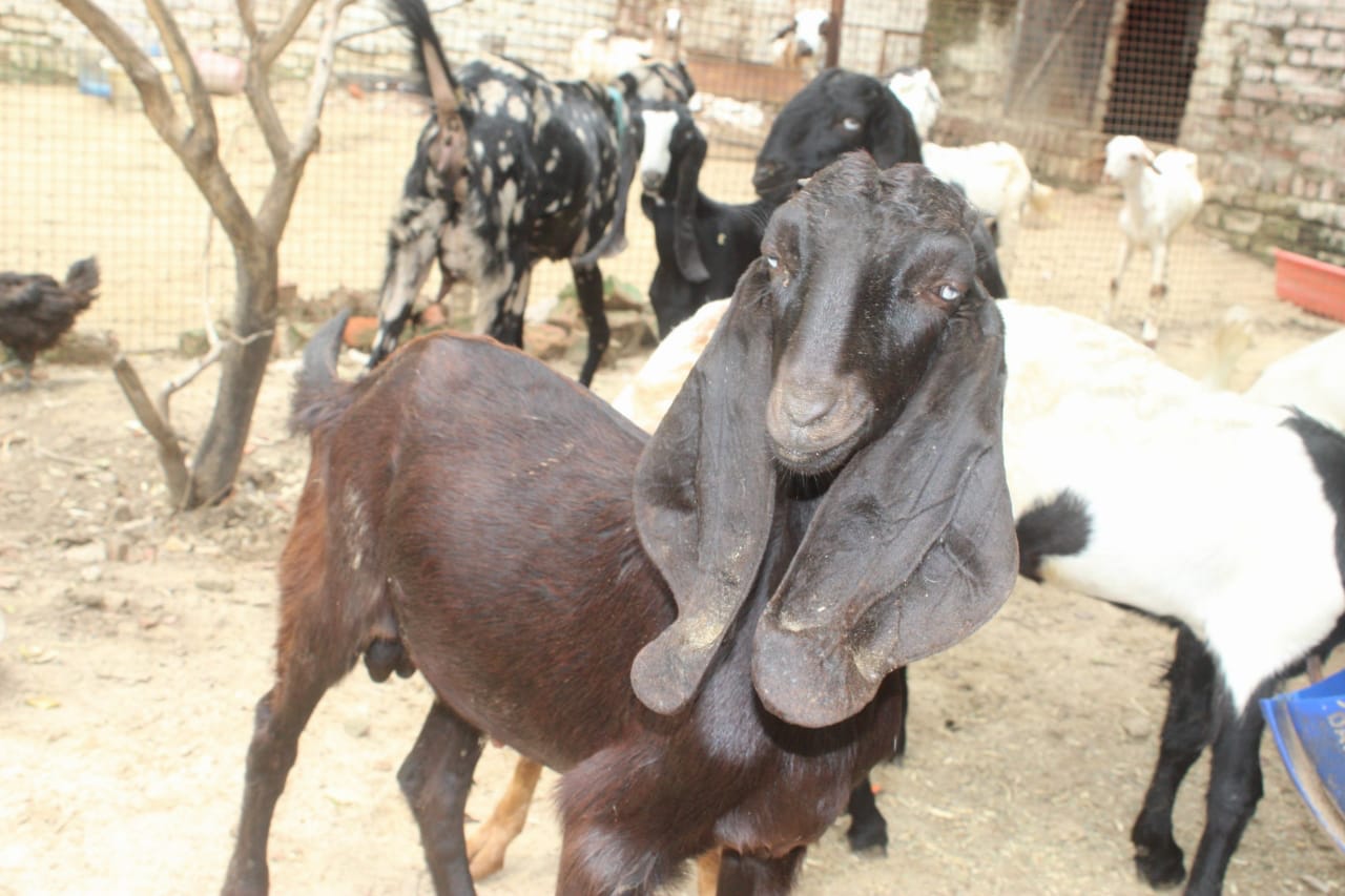 Beetal Goat