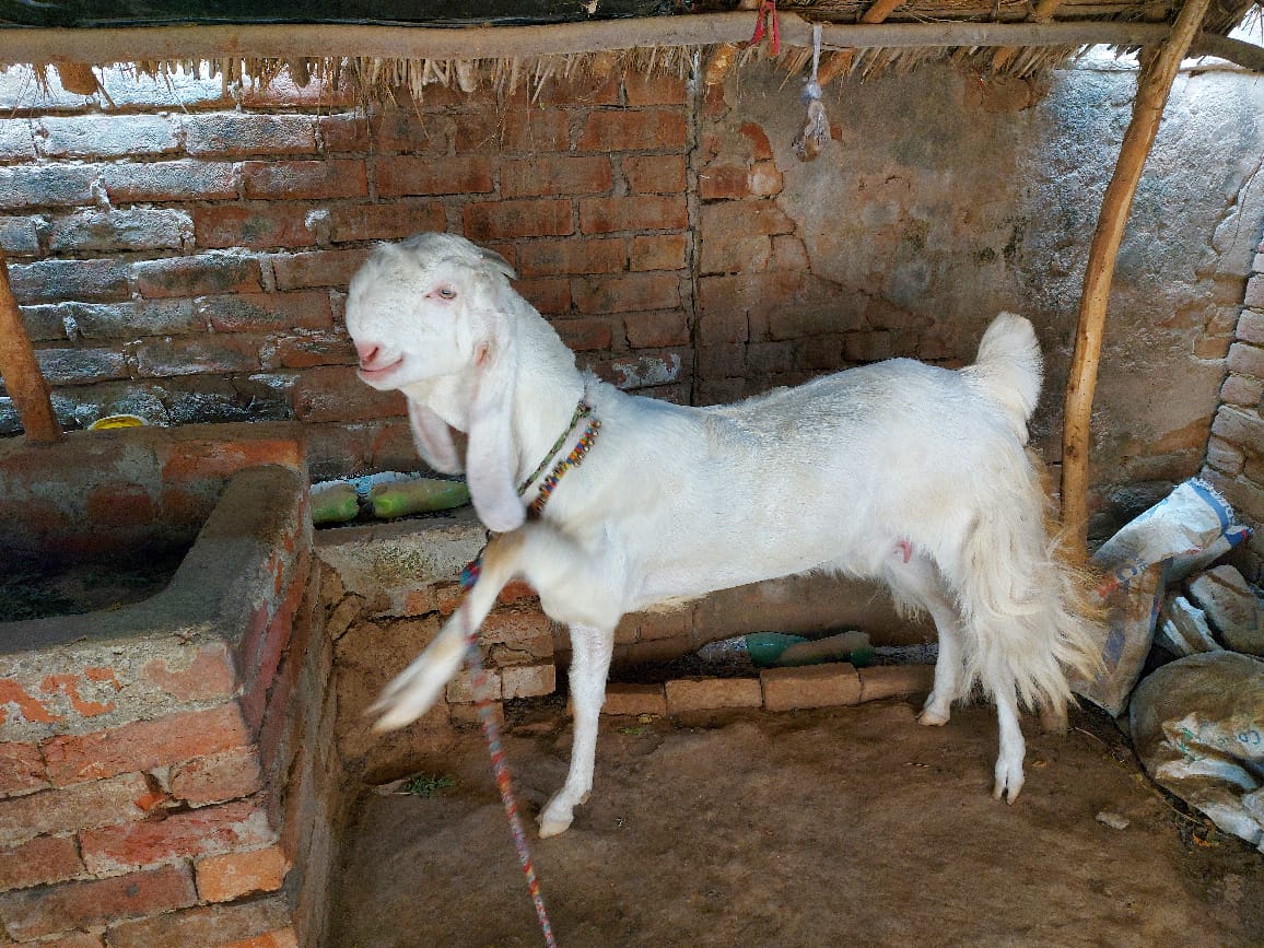 Jamnapari Breed