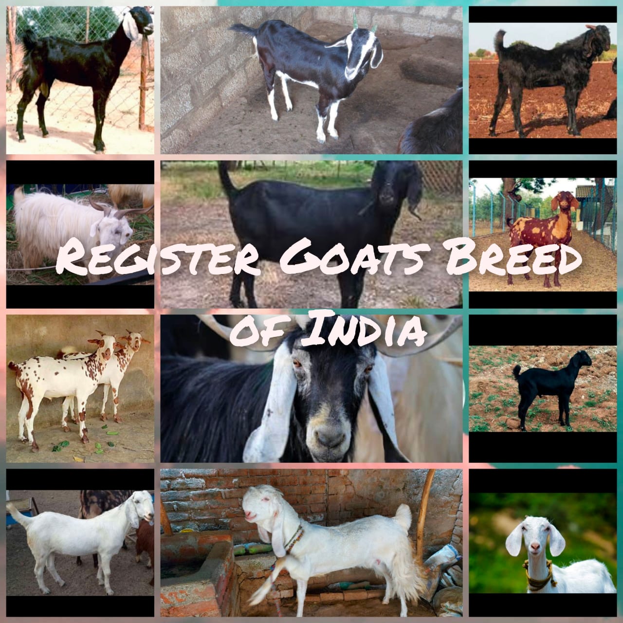 Registered Goats Breed Of India