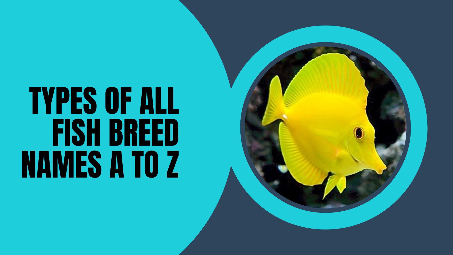 Types Of Fish Breed Names  A to Z