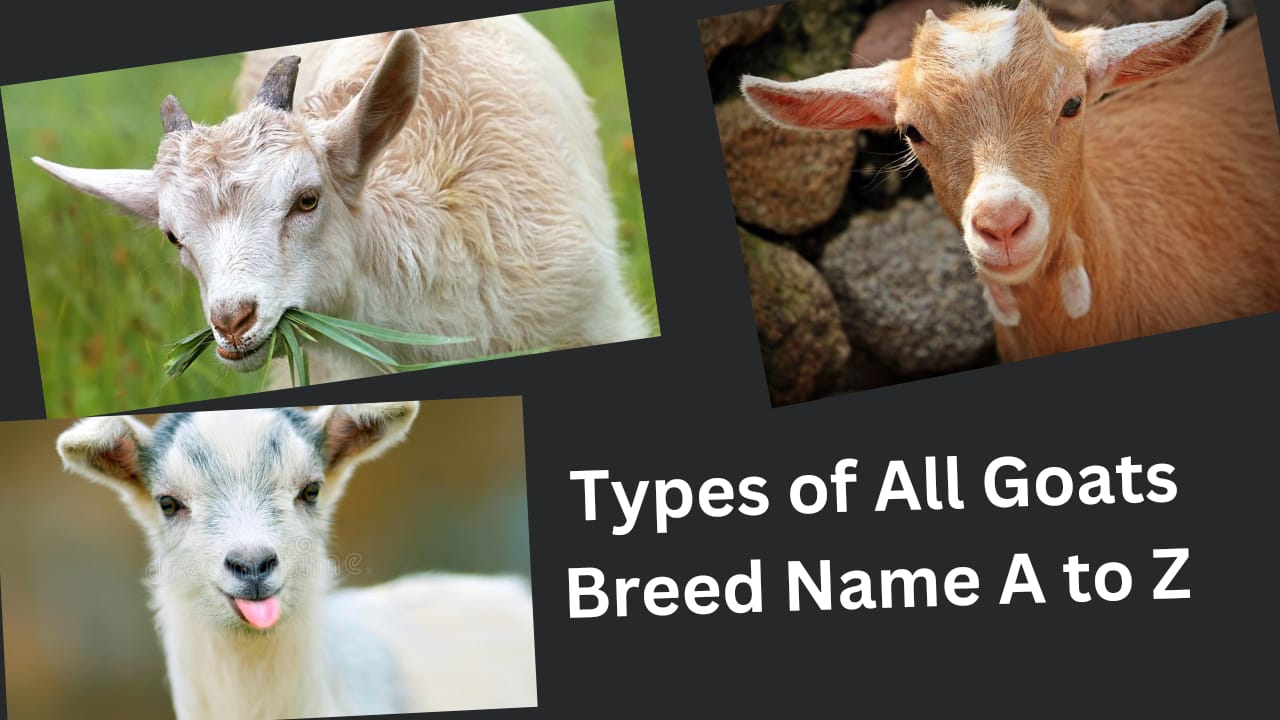 Types of All Goats Breed Name A to Z