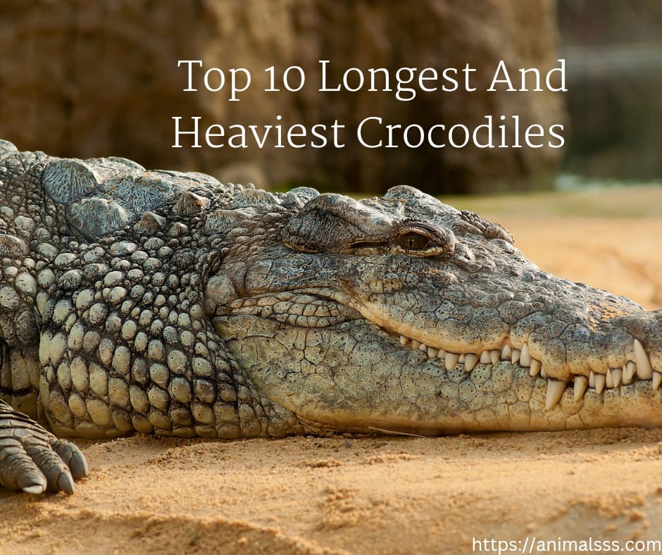 Top 10 Longest And Heaviest Crocodiles