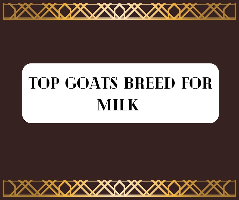 Top Goats Breeds For Milk
