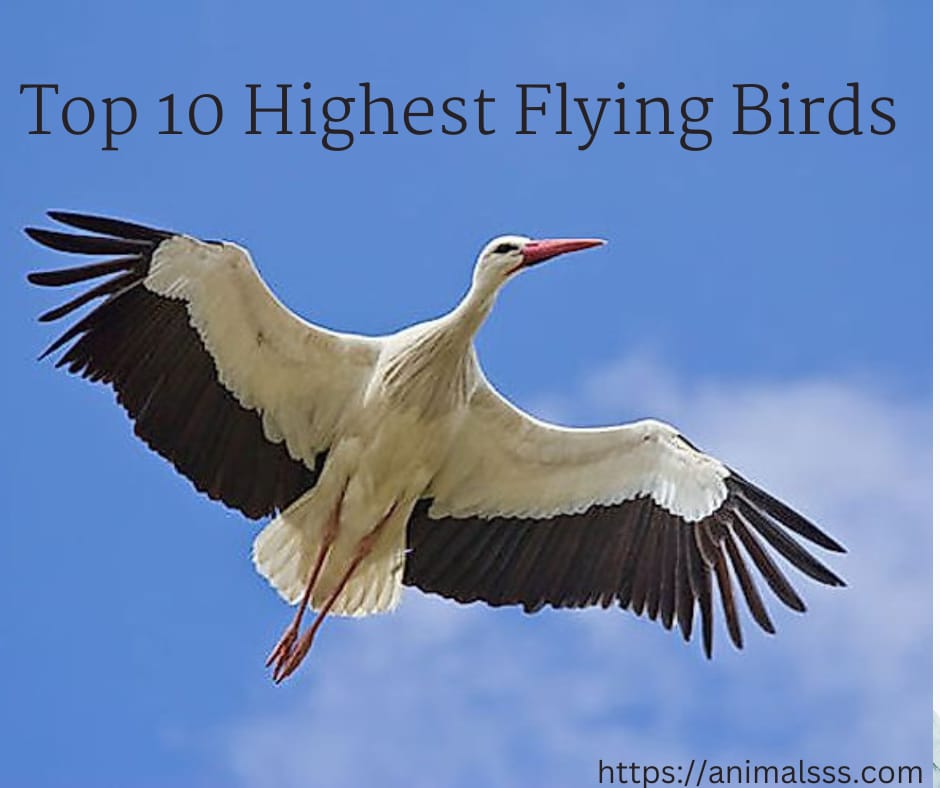 Top 10 Highest Flying Birds