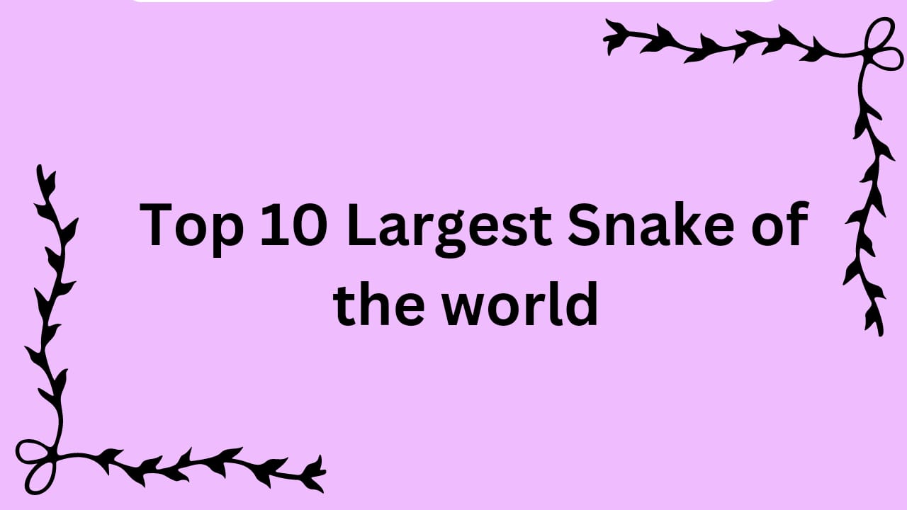Top 10 Largest Snake In The World