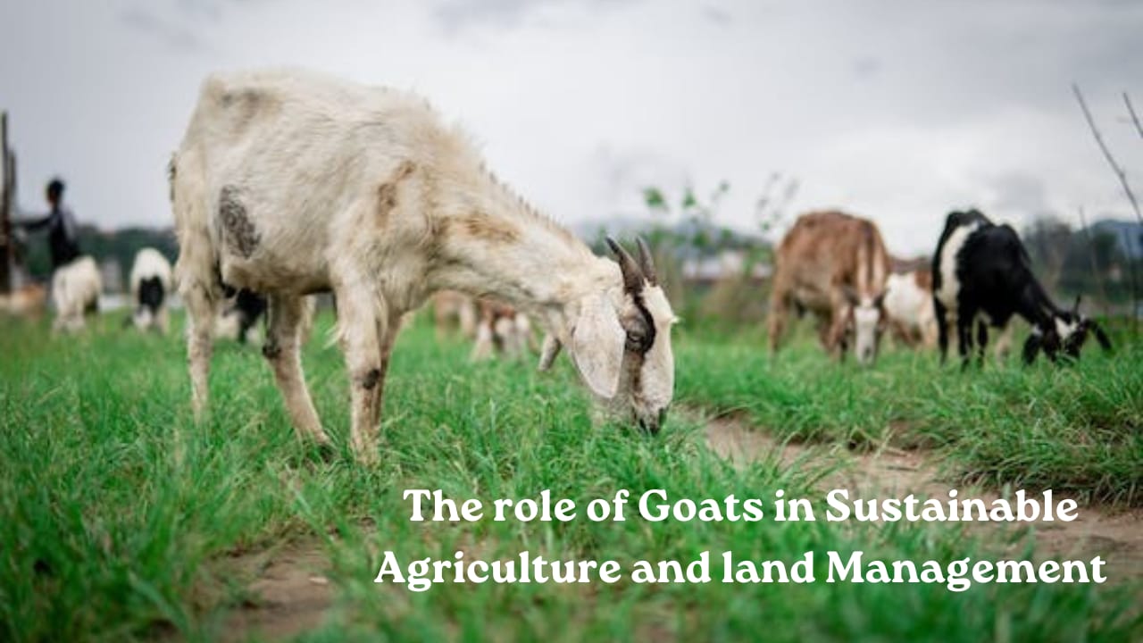 The role of goats in sustainable agriculture and land management