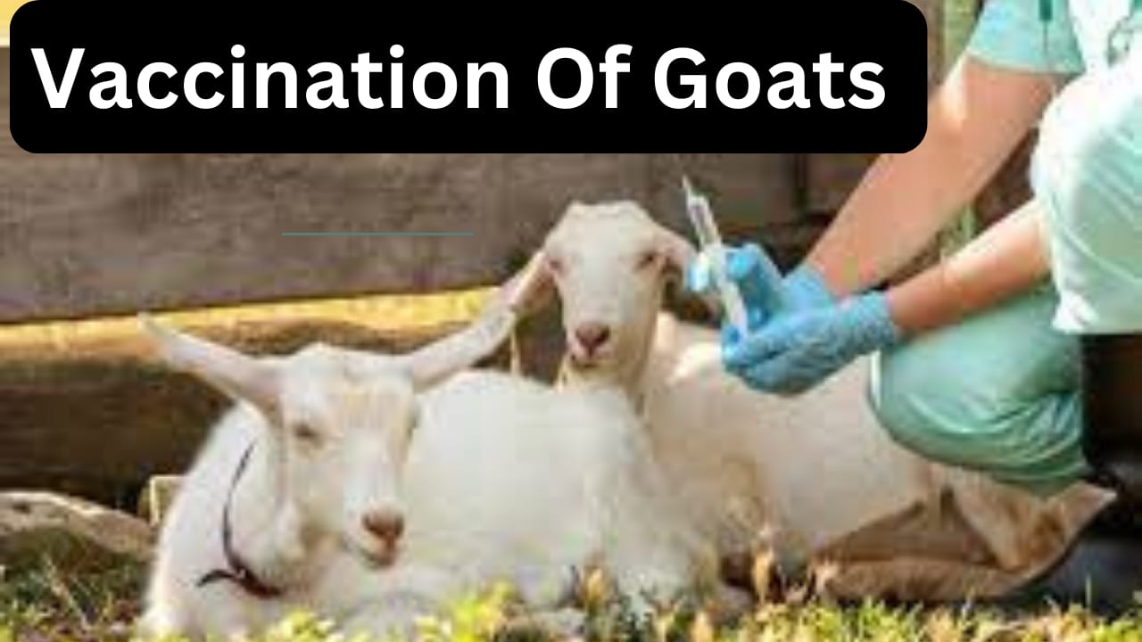 Vaccination Of Goat And Sheep