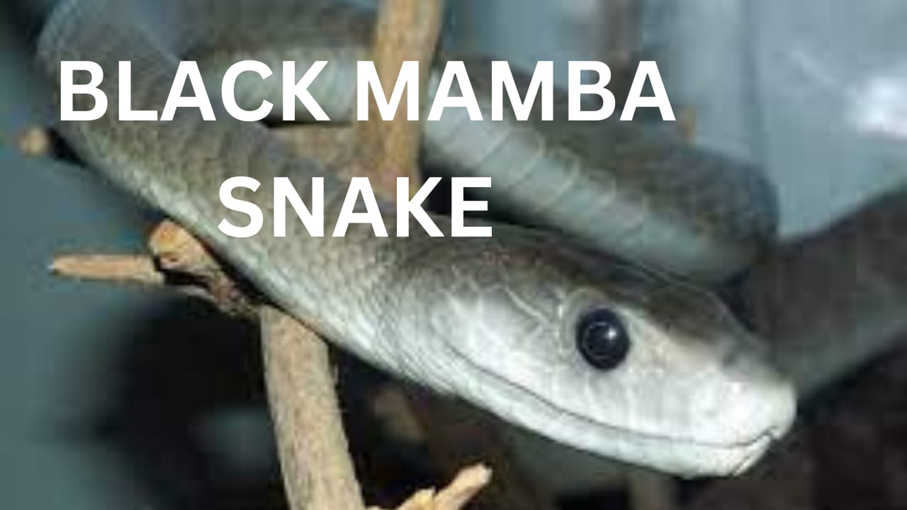 Black Mamba