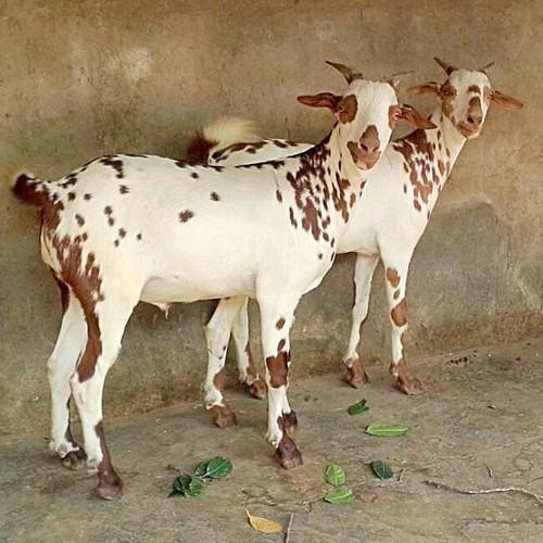 Barbari Breed