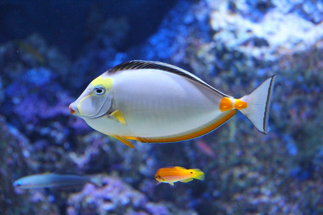 Fish for aquarium
