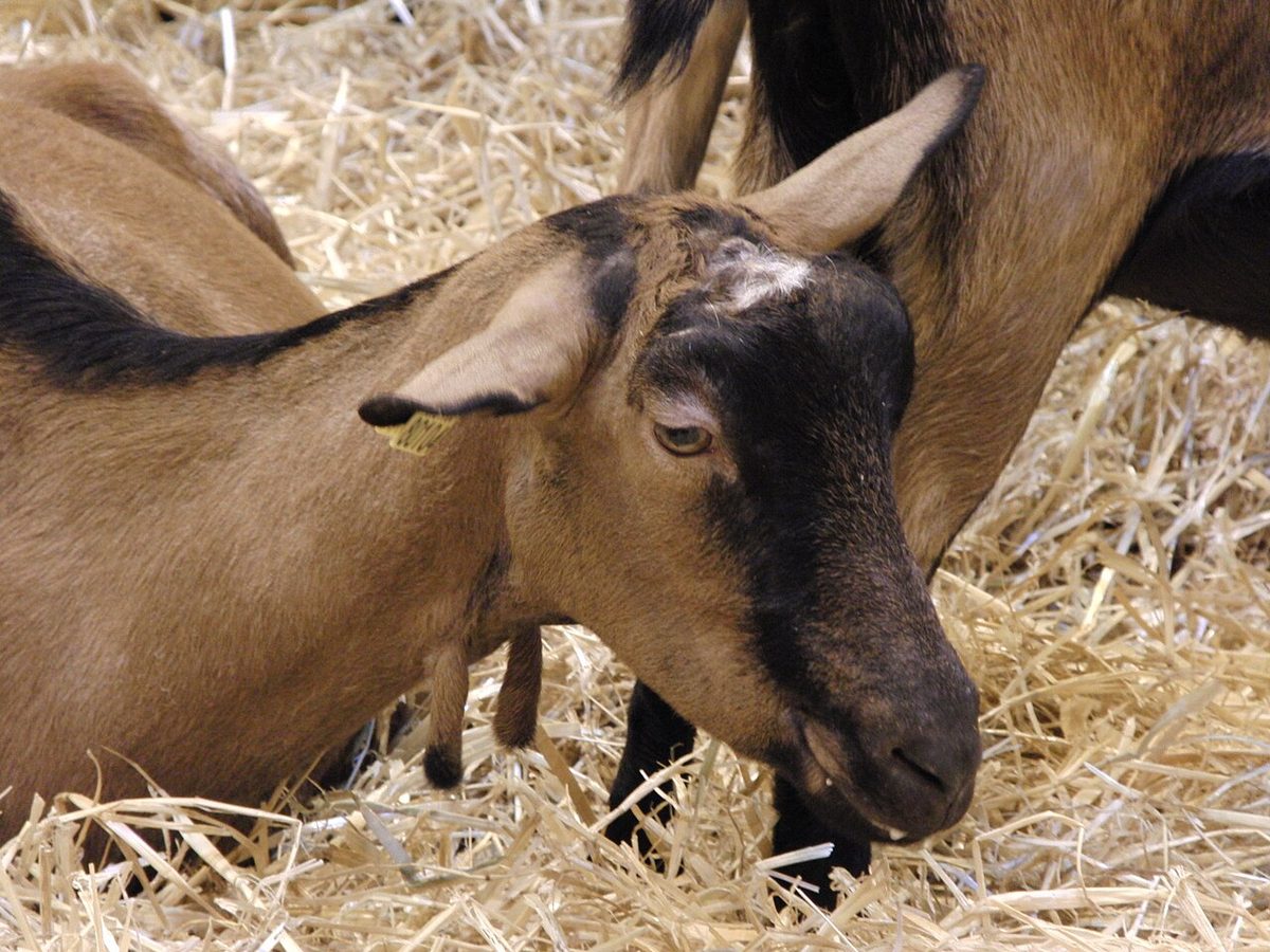 Best Breed for Goat Farming in India: A Practical Guide