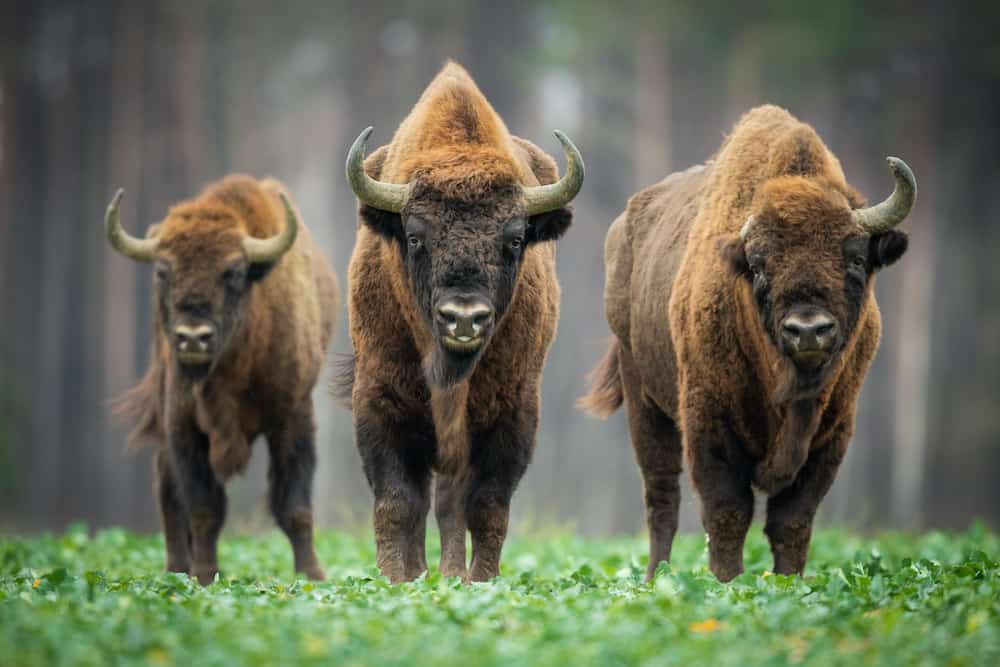Registered buffalo breeds in India