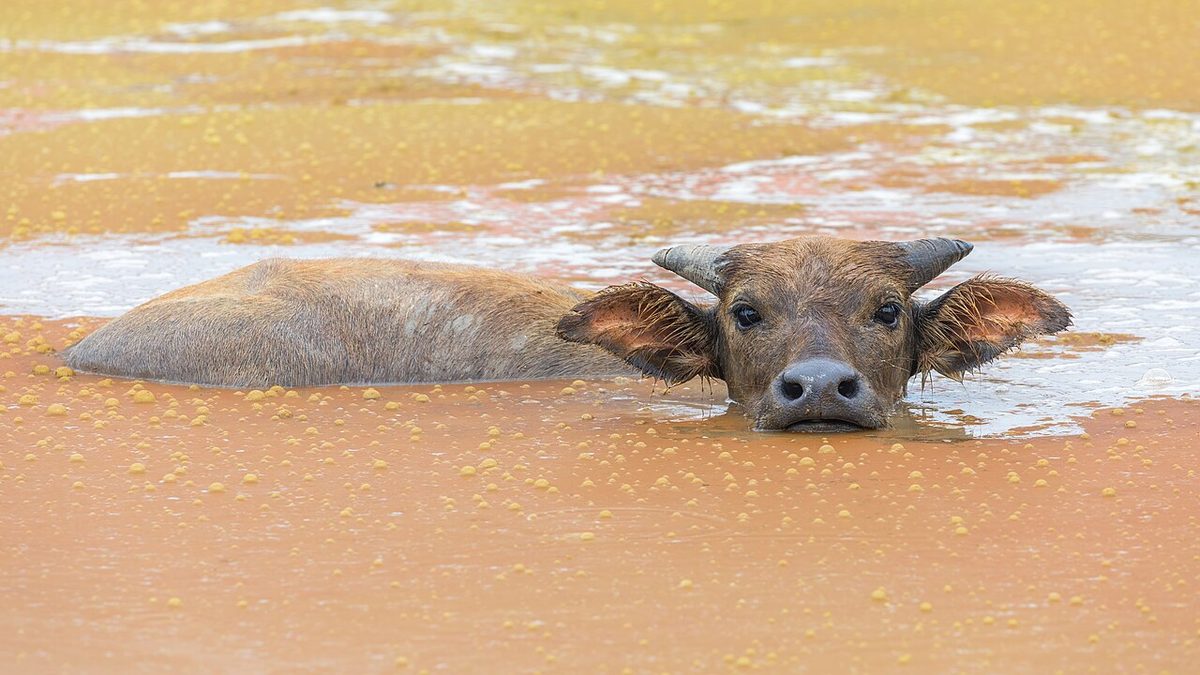 Buffalo Milk Rate Today in Australia: What Farmers Can Check