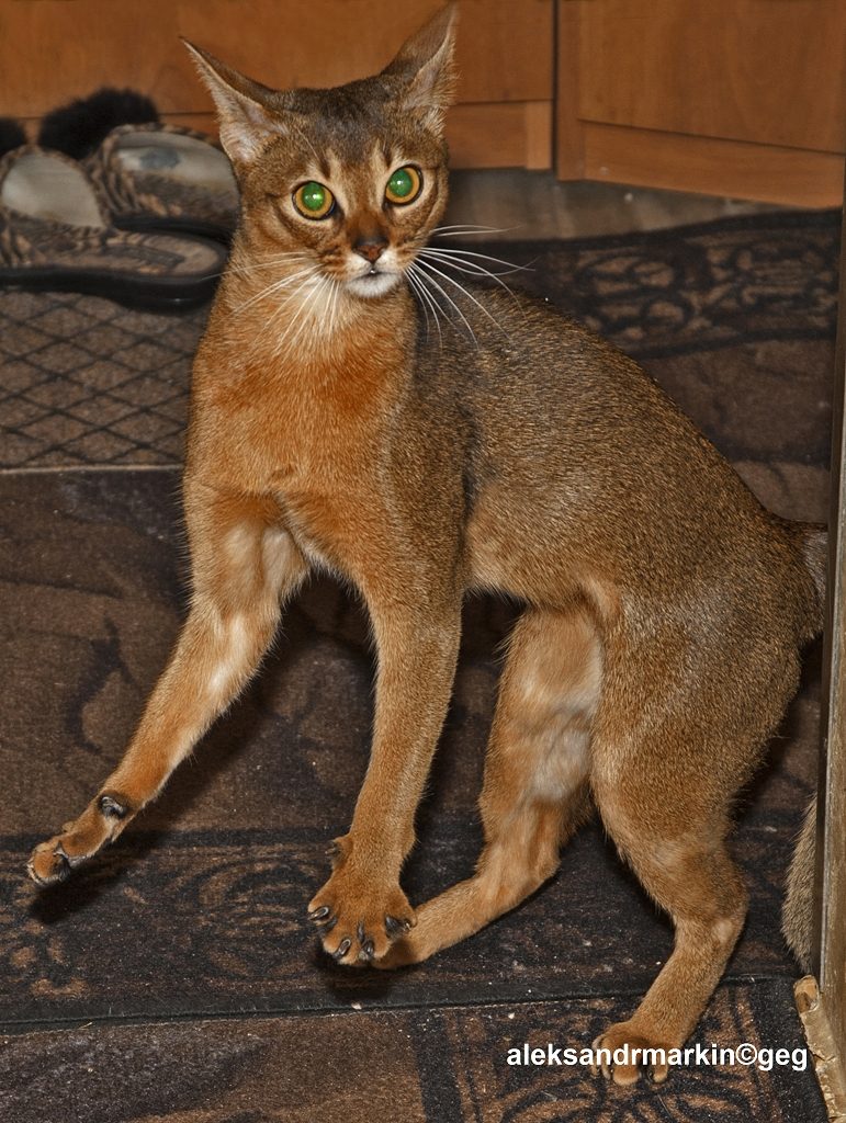 Cat Breeds With Short Legs: Sorting Fact From Appearance
