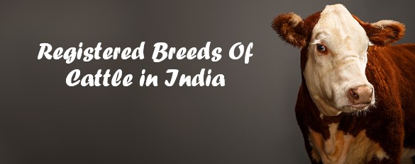 Registered cattle breeds in India