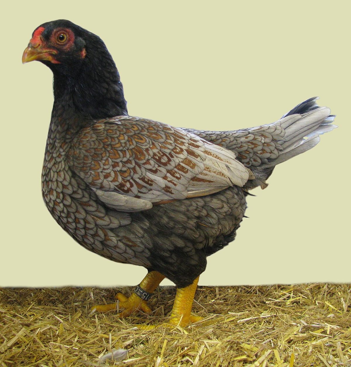 Chicken Breeds with Blue Eggs: A Practical Guide