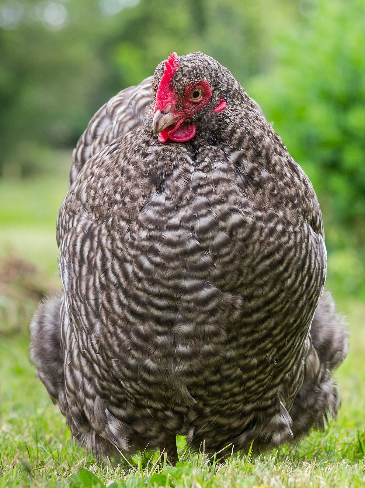 Chicken Breeds With White Earlobes: What the Evidence Says