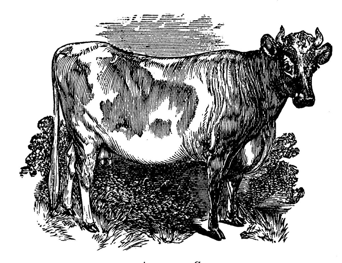 Cow Farming Guide for US Farmers: Breeds, Milk & Money