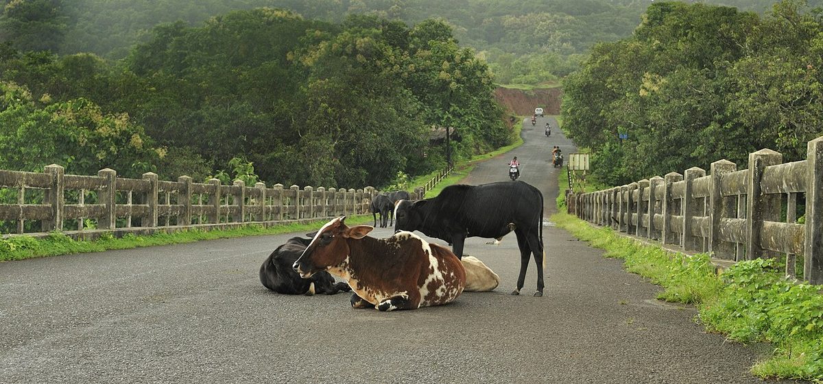 Cowpea Prices in India 2026 & What Jersey Cattle Mean for Your Farm