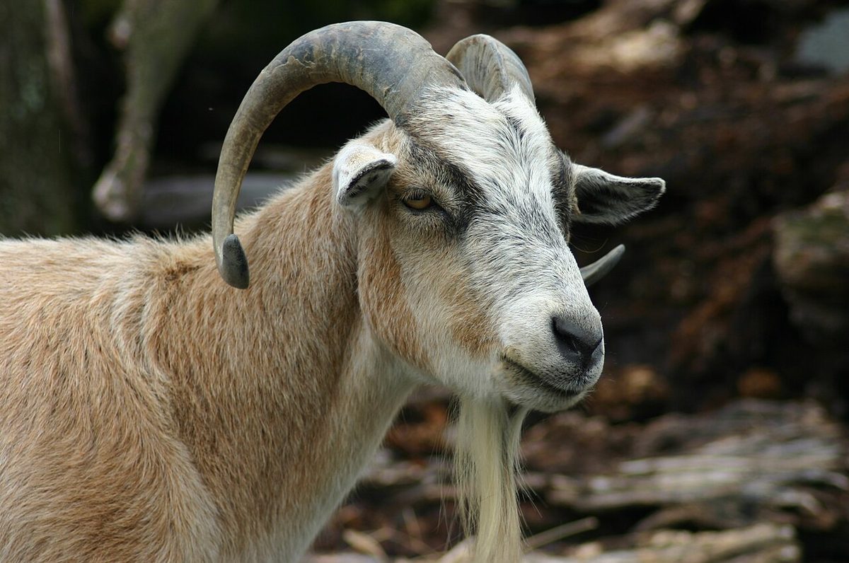 Do Goat Breeds Have Floppy Ears? What the Evidence Says