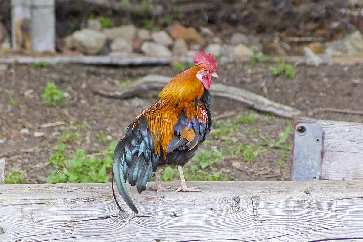 Feathered Leg Chicken Breeds: A Practical Guide for Farmers