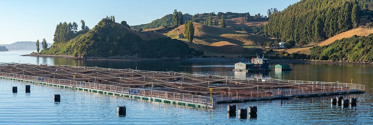 Fish Farming in Nepal: A Simple Guide for Farmers