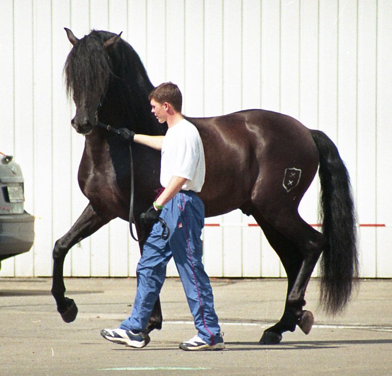 Horse Breeds With Feathered Feet: What Every Farmer Should Know