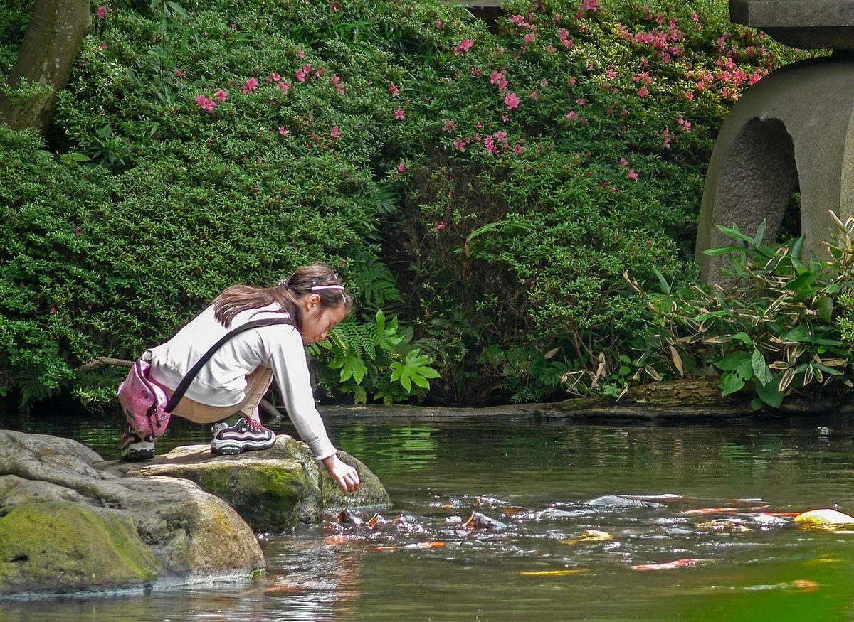 How Long Do Koi Fish Live? What Longevity Research Actually Says