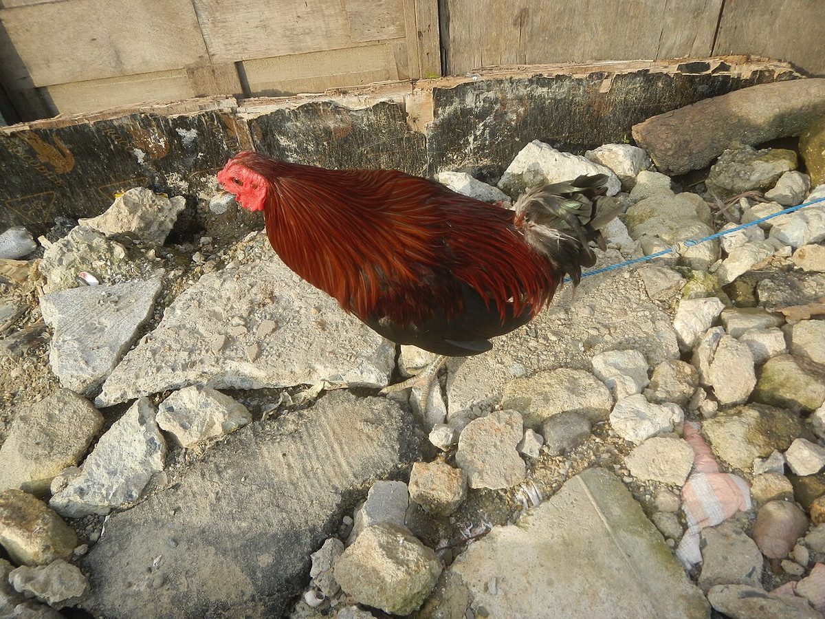 How Many Eggs Do Chickens Lay? Global Egg Production Facts & Market Prices