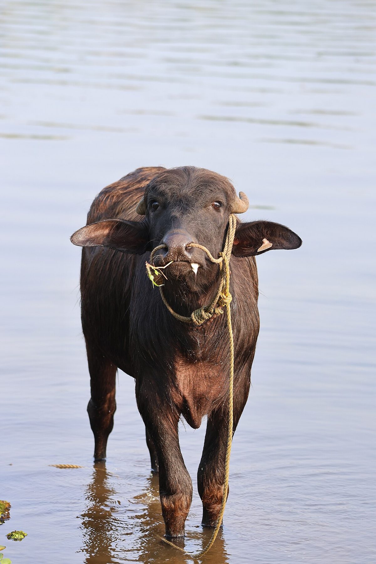 Asian water buffalo (Bubalus bubalis) in shallow water 02