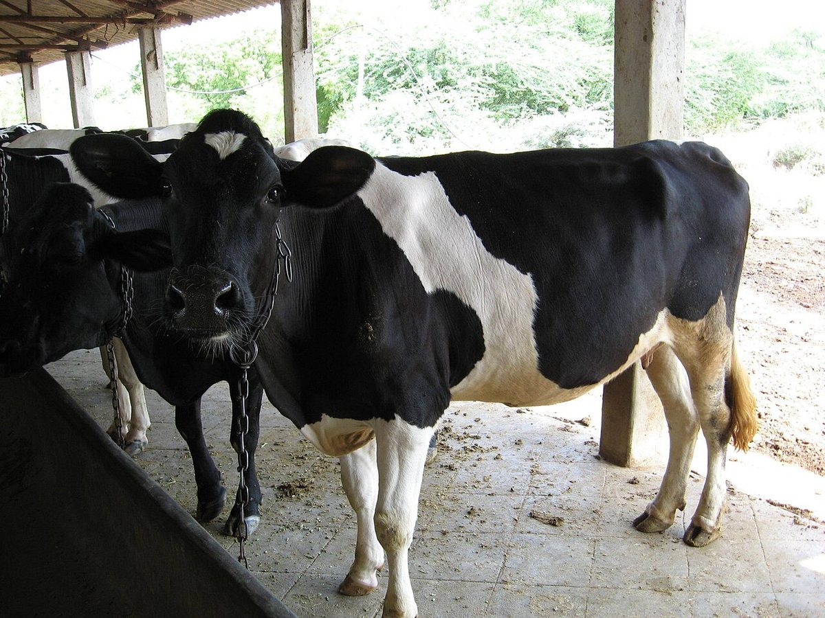 Dairy Cow