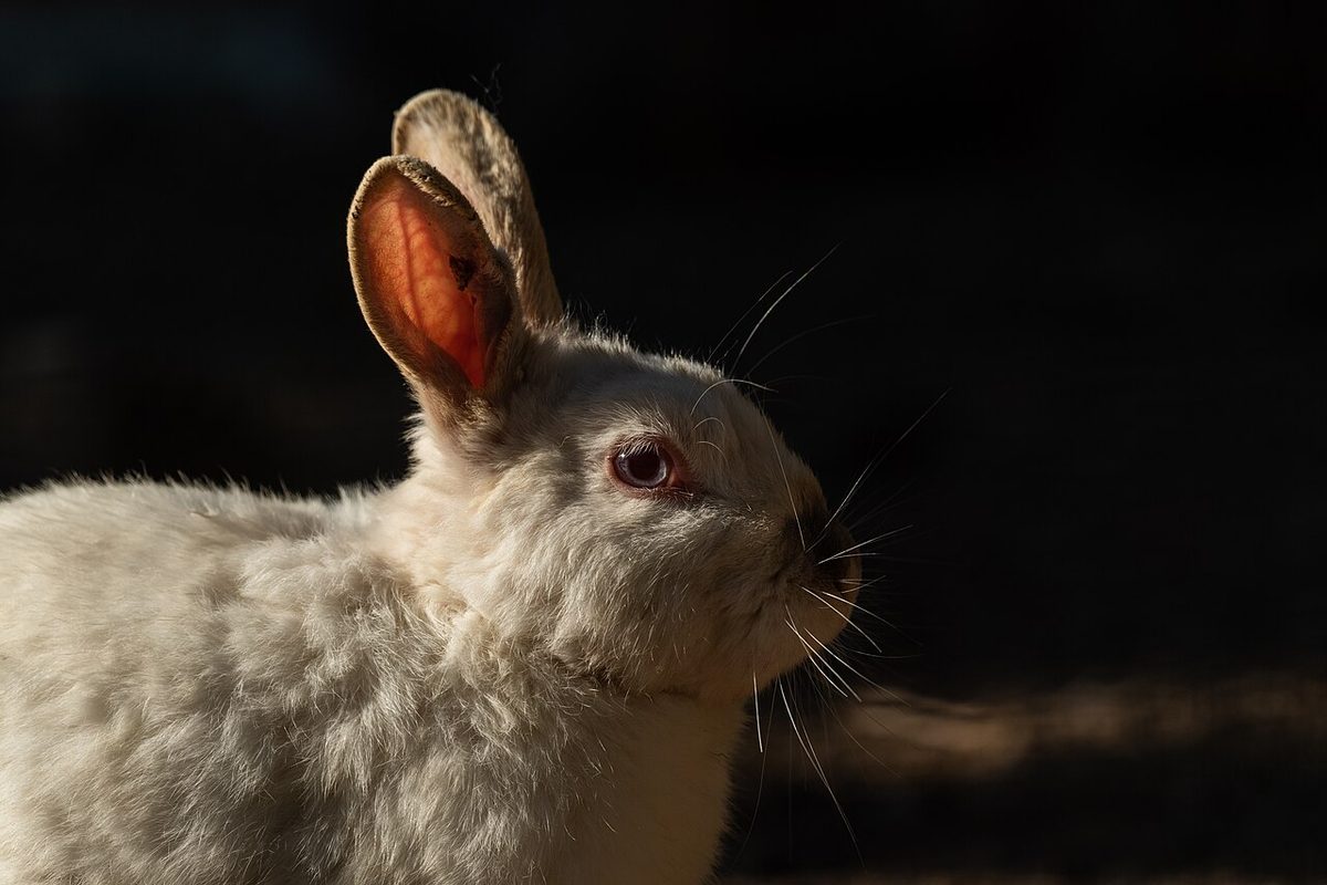 Bunny in a small zoo 2