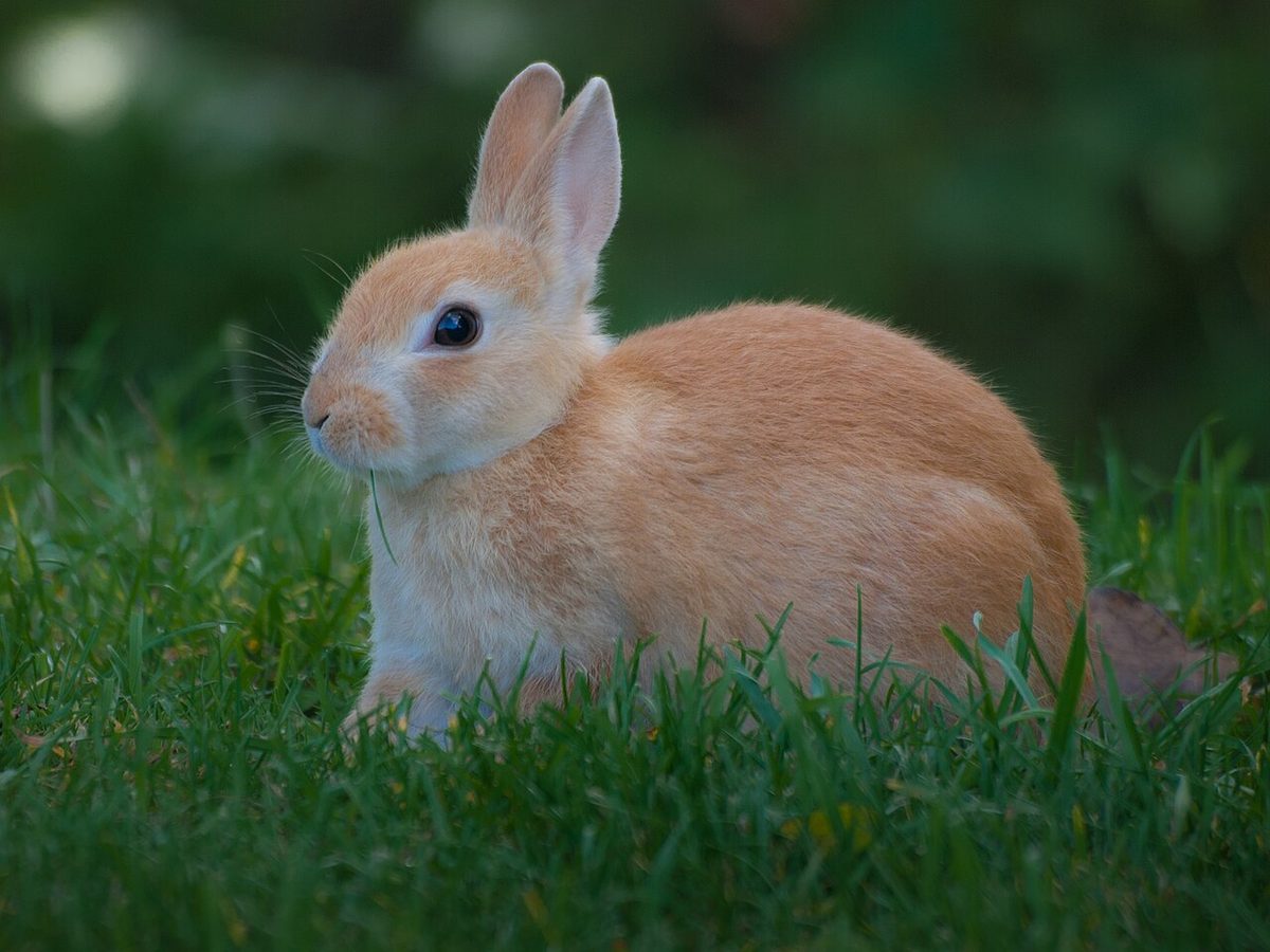 Bunny rabbit at Alligator Bay, Beauvoir, France