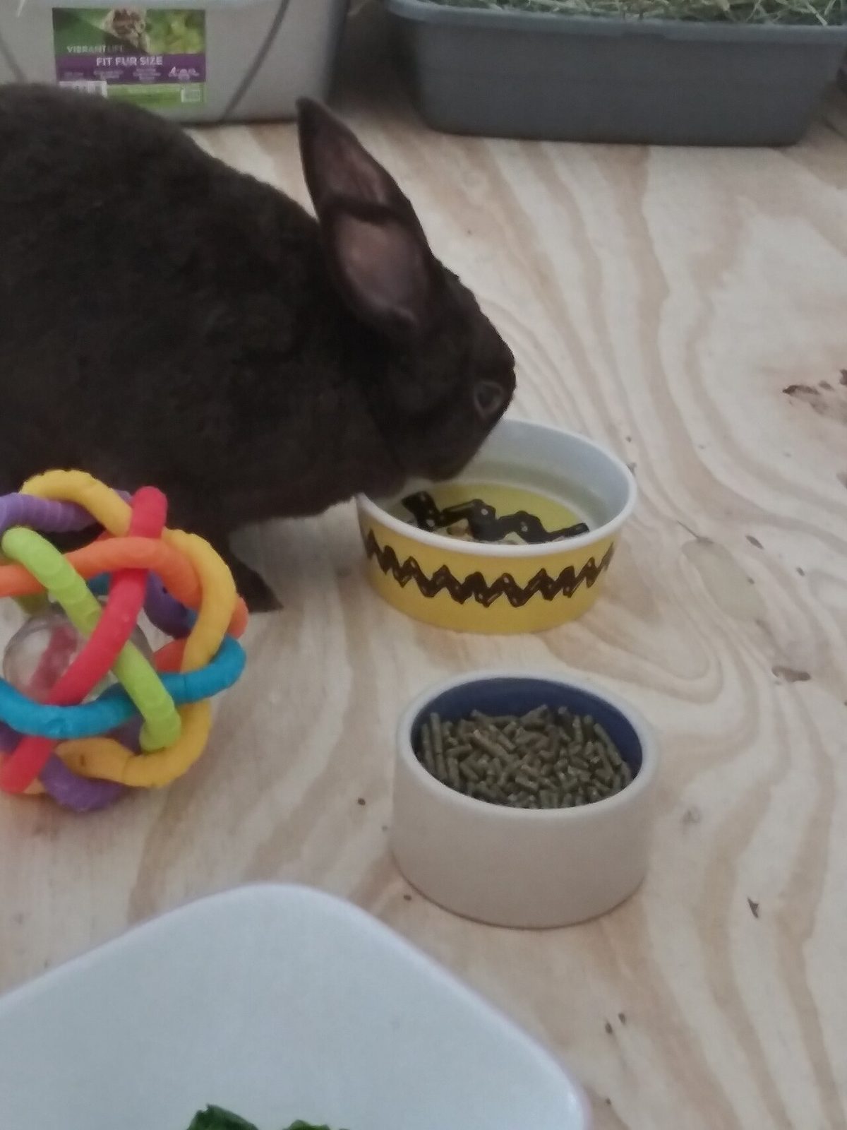Coconut the rabbit 03