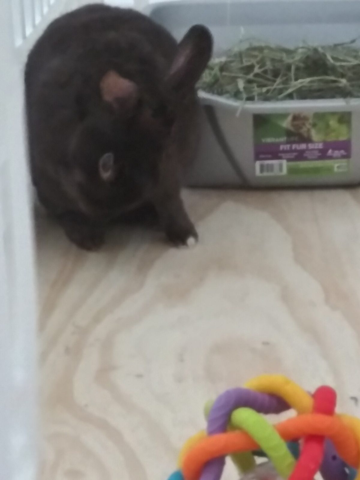 Coconut the rabbit 14