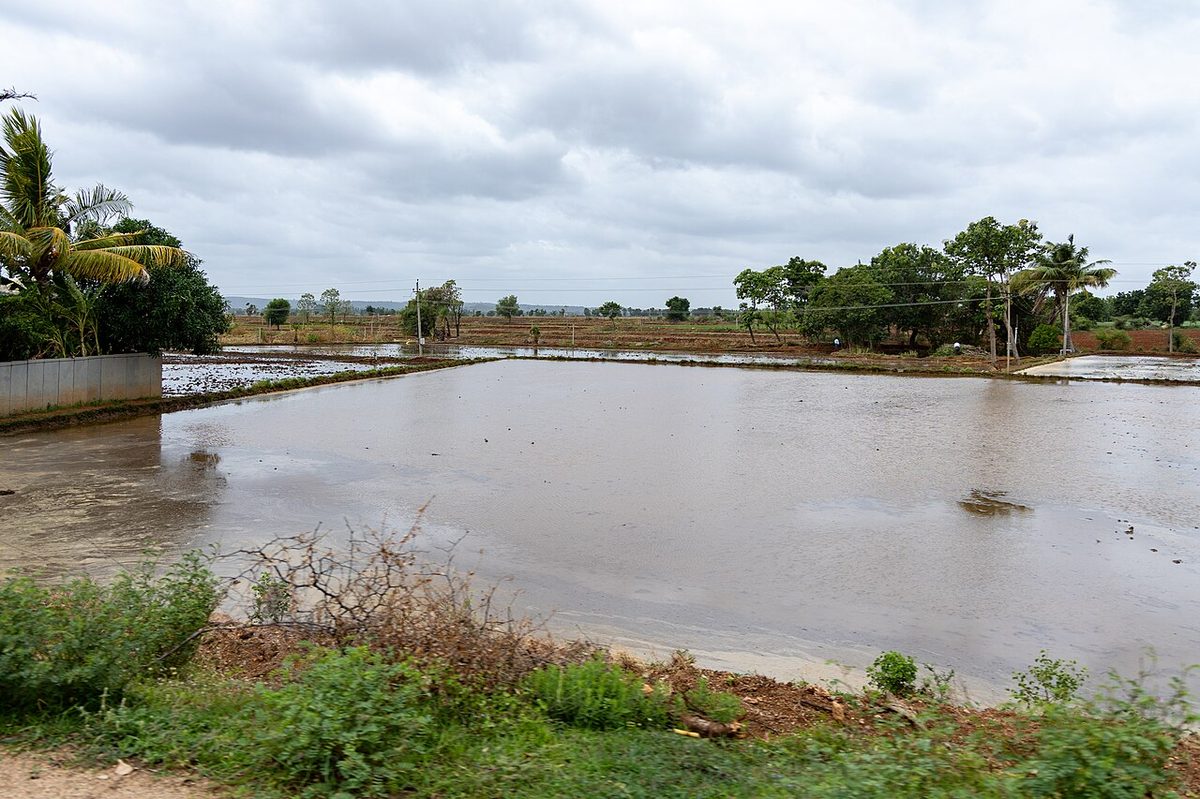 Flooded paddy field Raichur Karnataka India monsoon irrigation July 2025