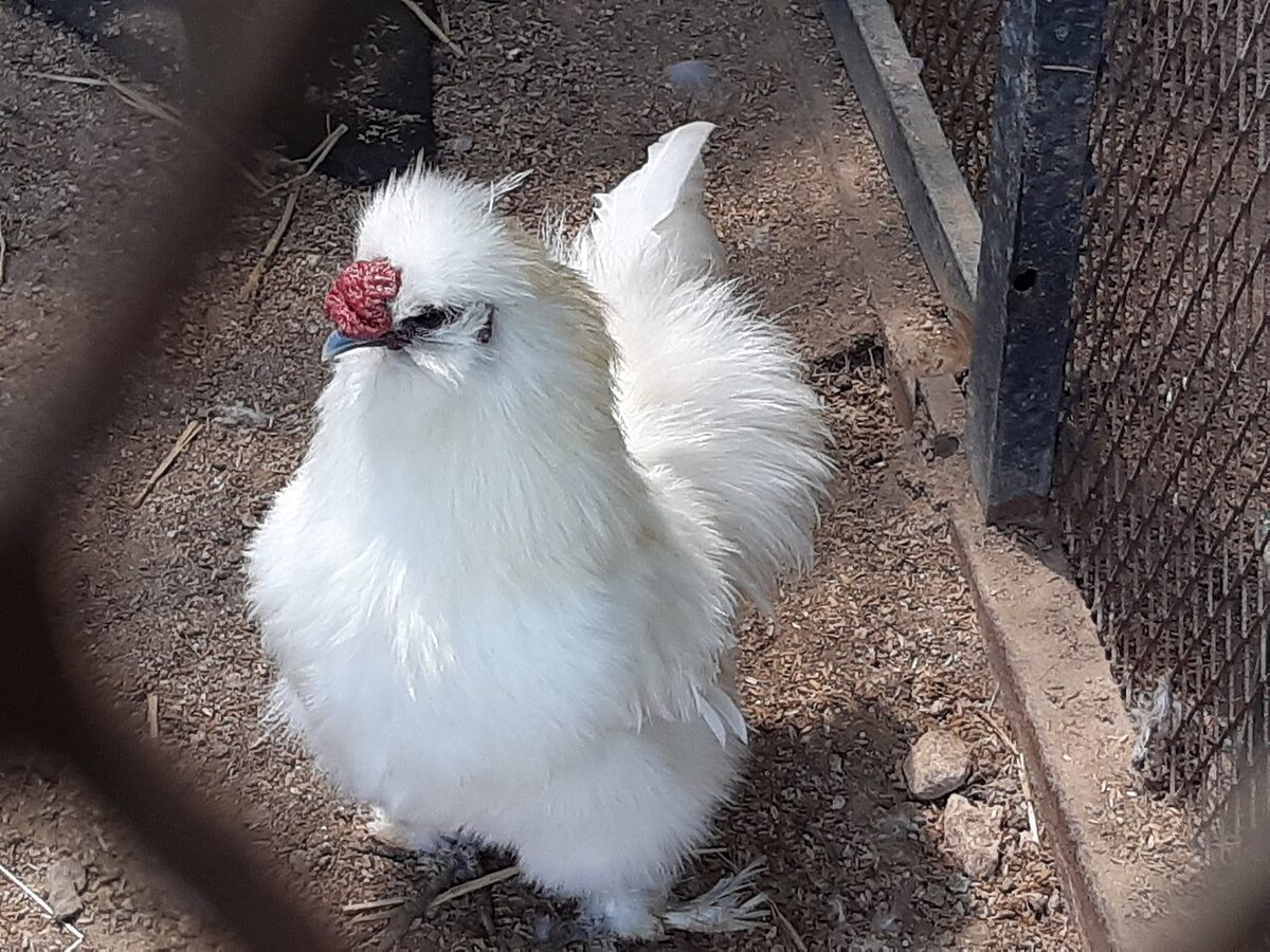 A muffed silkie cock in Gyeonggido Gwangju