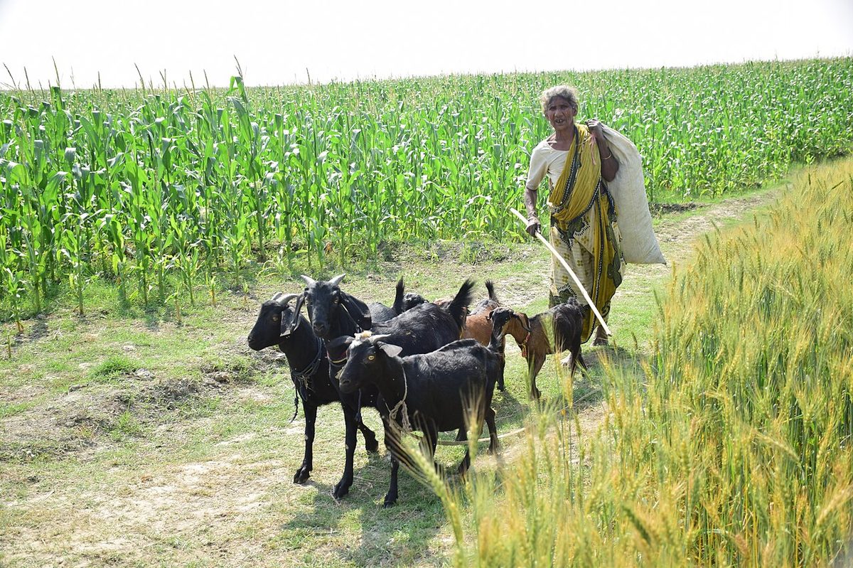 Goat Farming 001