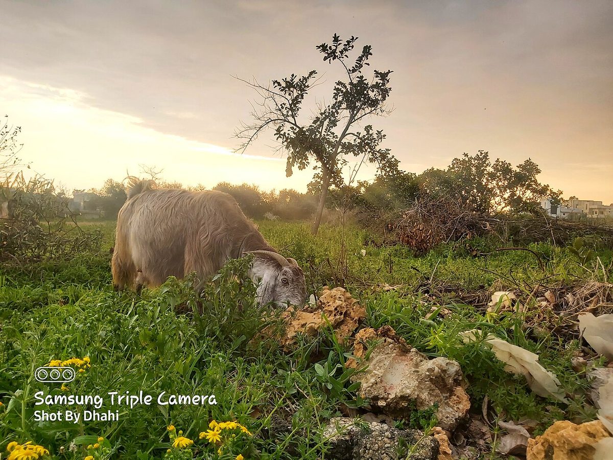 Goat in Syria