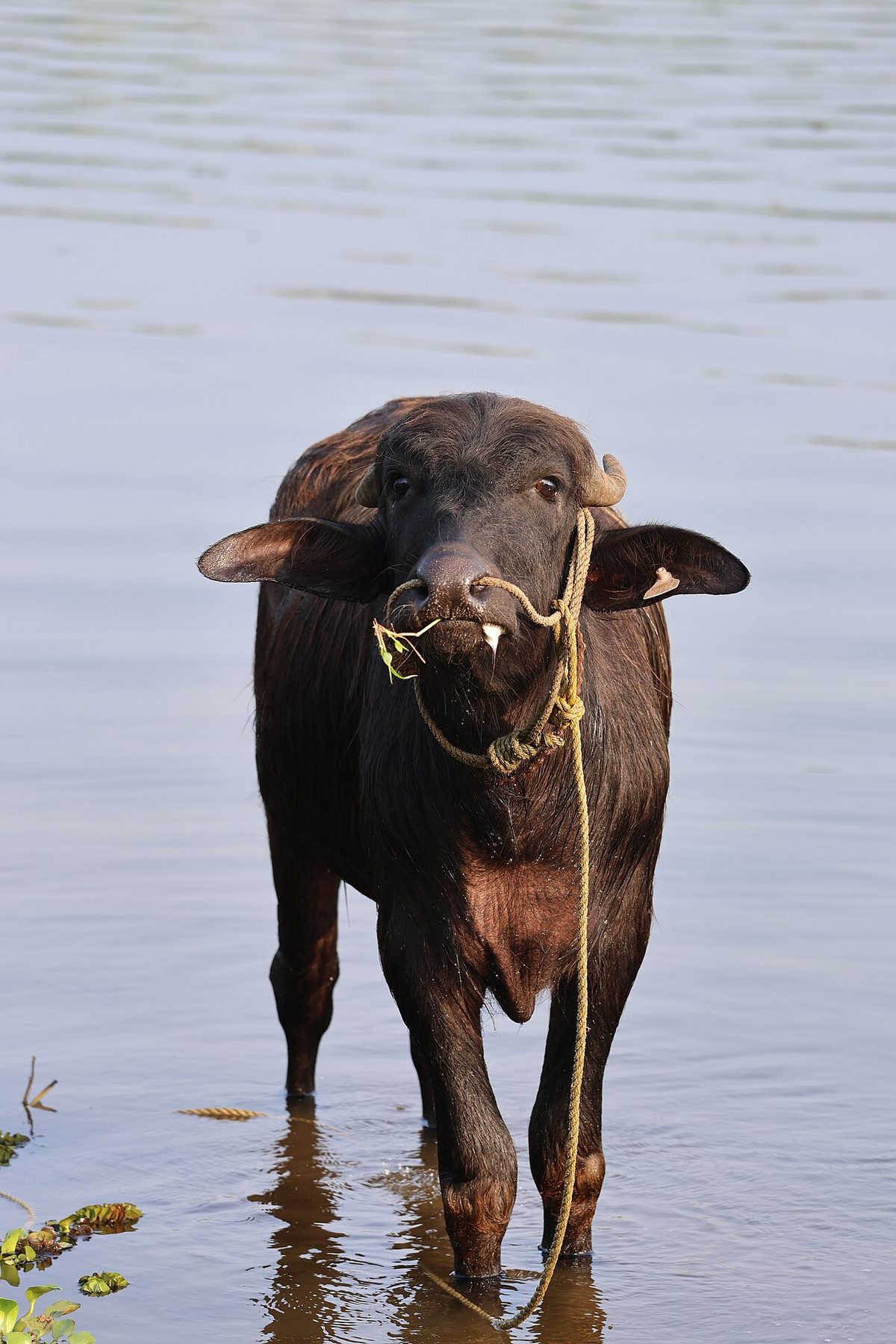 Asian water buffalo (Bubalus bubalis) in shallow water 01.jpg