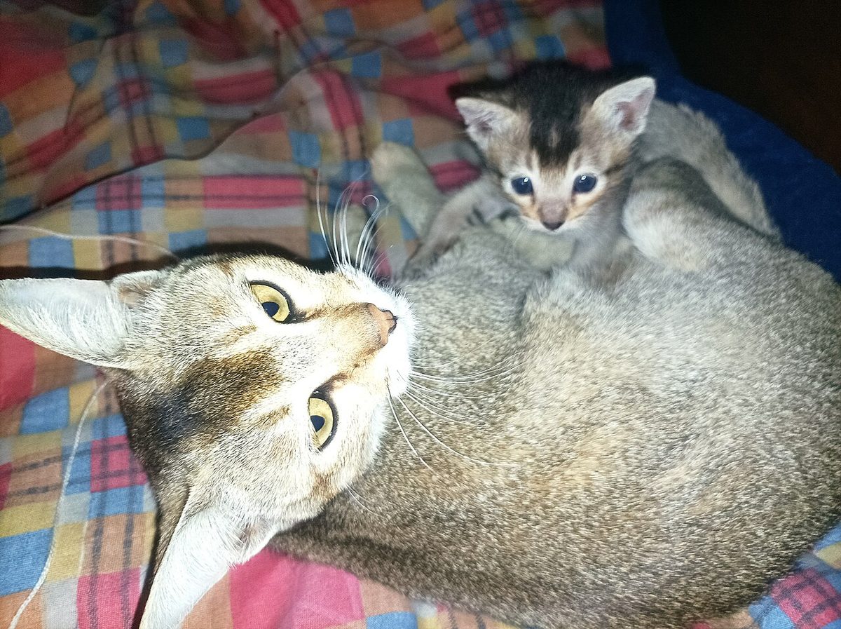 A mother and her little newly born baby kitten of the Meitei domestic cat breed (Meitei house cat variety)