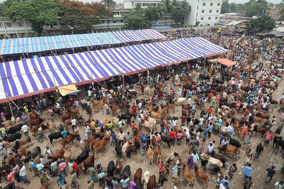 A cow market 01