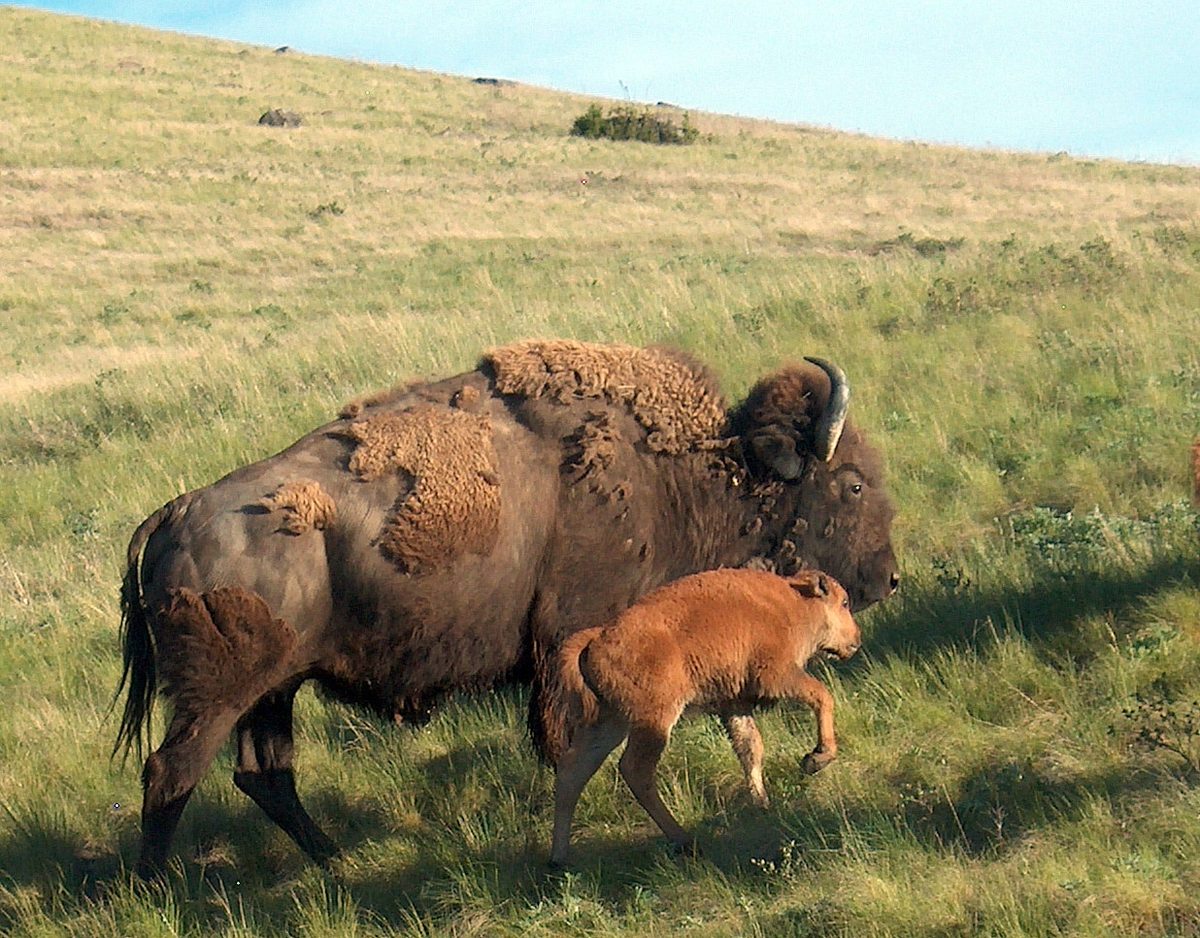 Bison Cow and Calf