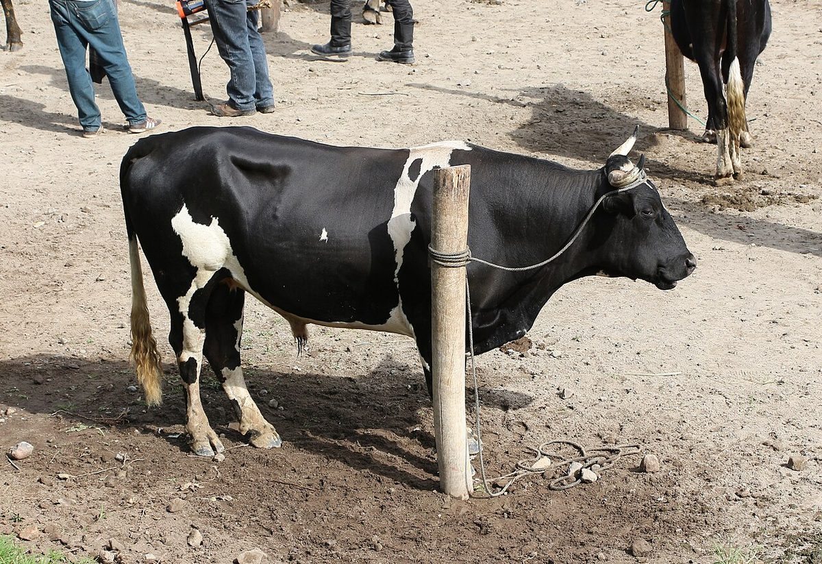 Cow in Otavalo