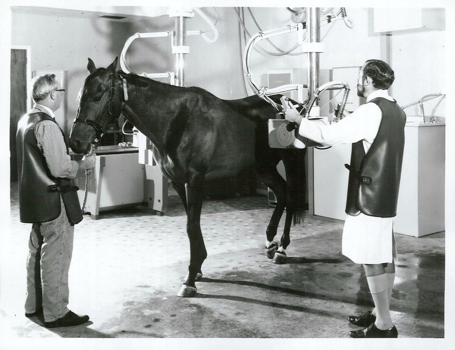 Radiologist examining a horse with X-Ray, 1969