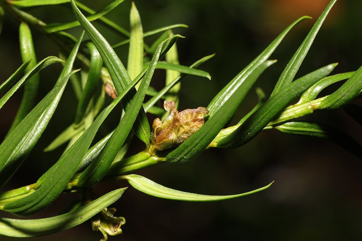 Cecidophyopsis psilaspis (Merseyside, England)