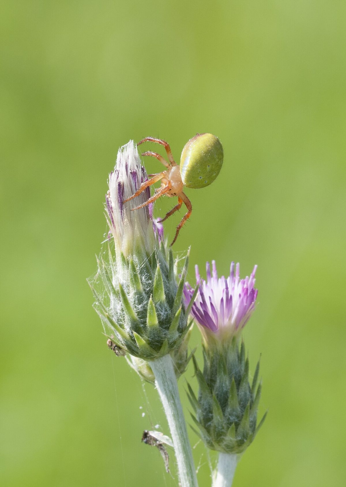 Araniella cucurbitina - Cucumber green spider 02