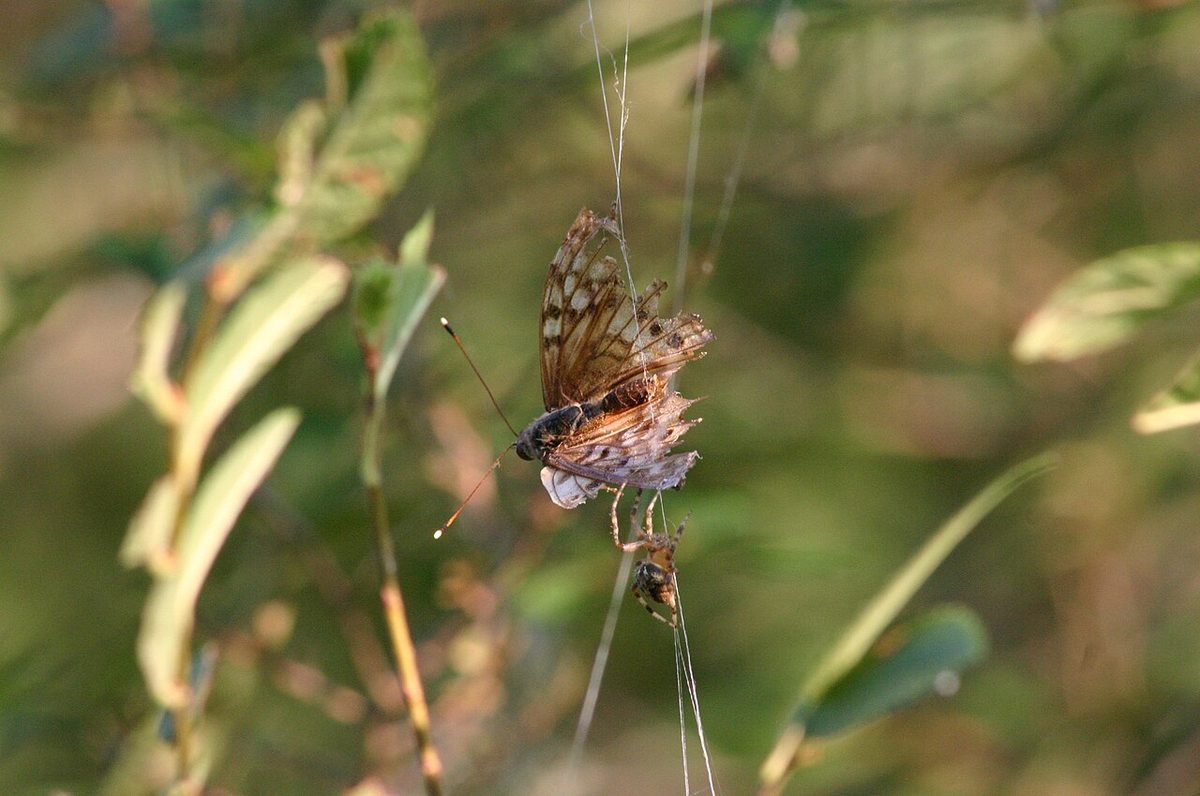 Spider Feeding on its Dying Trapped Prey